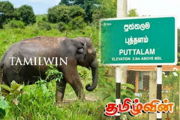 புத்தளம் தவுசமடு வயல் பகுதியில் சடலமாக மீட்கப்பட்ட யானை குட்டி