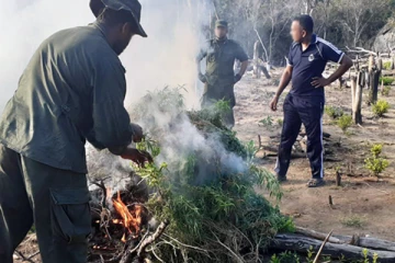 30 ஆயிரம் கஞ்சா சேனை சுற்றிவளைத்து அழிப்பு!