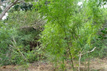 பளையில் கண்டுபிடிக்கப்பட்டுள்ள கஞ்சா தோட்டம்(photos)