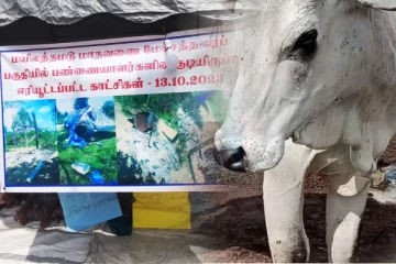 மட்டக்களப்பு பகுதியில் கால்நடைகள் மீது துப்பாக்கிச்சூடு: தொடரும் பெரும்பான்மையினரின் அராஜகம்