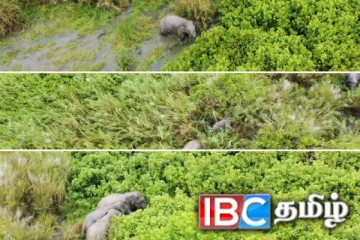 மழைக்கு மத்தியில் காட்டு யானைகளை அப்புறப்படுத்திய அதிகாரிகள்
