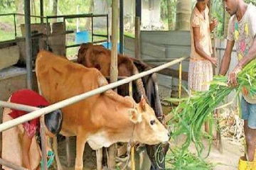 பால் விவசாயிகளுக்கு வெளியான மகிழ்ச்சி செய்தி