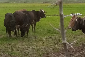 விடத்தல் தீவு விவசாயிகளின் பயிர்செய்கைகள் கால் நடைகளால் அழிப்பு: உரிய அதிகாரிகள் அசமந்தம்