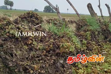 முல்லைத்தீவில் பாசியால் விவசாயிகள் ஏற்பட்டுள்ள பொருளாதார இழப்பு