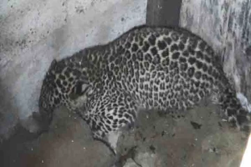 மலசலகூடத்தில் சிக்கியிருந்த சிறுத்தைக்குட்டி பாதுகாப்பாக மீட்பு (video)