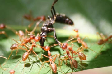 உலகையே மிரட்டும் எறுப்புகள் தொடர்பில் வெளியான அதிர்ச்சி தகவல்