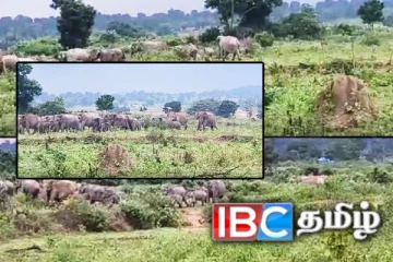 நூற்றுக்கணக்கான காட்டு யானைகளால் பாதுகாப்பு அச்சத்தில் கண்டியனாறு மக்கள்