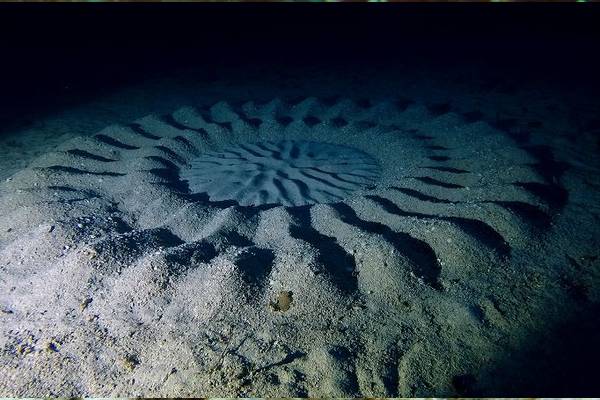 மனித மூளைக்கே ட்ஃப் கொடுக்கும் Puffer Fish! வியக்க வைக்கும் கலைப்படைப்பு எதற்காக தெரியுமா? | Interesting Facts About Puffer Fish Floor Design