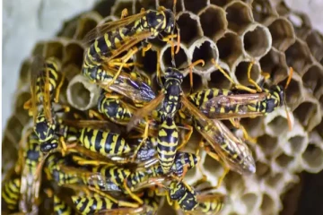 யாழில் குளவிக் கொட்டுக்கு இலக்காகி ஐவர் வைத்தியசாலையில்!