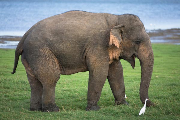 கந்தளாய் பகுதியில் காட்டு யானையொன்று மர்மமான முறையில் உயிரிழப்பு | Trincomale Elephant Issue
