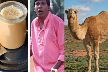 இனி தமிழ்நாட்டிலும் ஒட்டகப் பாலில் டீ போடலாம்