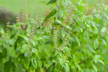 தினமும் இந்த இலை சாப்பிடுவதால் இத்தனை நன்மைகளா? பலரும் அறியாத உண்மைகள் இதோ!
