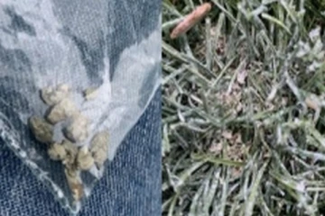 கனடாவின் பூங்கா ஒன்றில் மர்மப் பொருள்; நோய்வாய்ப்பட்ட நாய்கள்