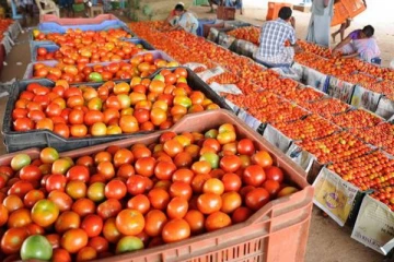 தக்காளி விலை கிடு கிடு உயர்வு - ஒரு கிலோ ரூ.65க்கு விற்பனை