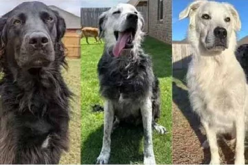 இரண்டு வருடங்களில் முழுவதும் வெள்ளையாக மாறிய கருப்பு நாய்