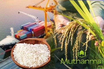 அரிசிக்கு கடும் தட்டுப்பாடு ஏற்படும் அபாயம்: விடுக்கப்பட்டுள்ள எச்சரிக்கை