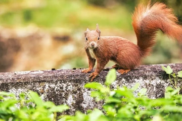 தொழுநோய் பரவ இந்த விலங்குகள் காரணமாக அமைந்திருக்கலாம்: சுவிஸ் ஆய்வில் தெரியவந்த உண்மை
