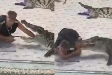 முதலை தொண்டையில கையை விட்டால் சும்மாவா இருக்கும்? பாருங்க ஷாக்கான காட்சி