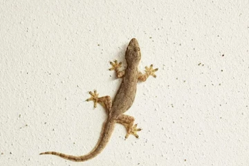 பல்லியால் சுவரில் எவ்வாறு நடக்க முடிகிறது?