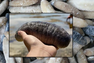 එක්කෝටි පනස් ලක්ෂයක වටිනාකමින් යුත් මුහුදු කූඩැල්ලන් තොගයක් සොයාගෙන..