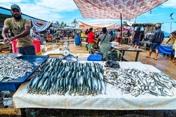 சடுதியாக குறைந்த மீன்களின் விலைகள்! | Low Fish Prices Fish Market சடுதியாக குறைந்த மீன்களின் விலைகள்! | Low Fish Prices Fish Market