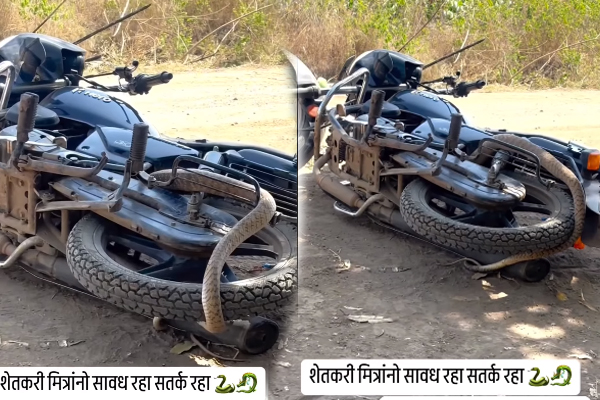 Viral Video: பைக்கை சுற்றி வளைத்த ராட்சத பாம்பு... கடைசி வரை பாருங்க | Snake Around In Bike Viral Video