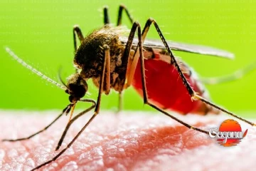 මඩකලපුවෙන් නරක ආරංචියක්