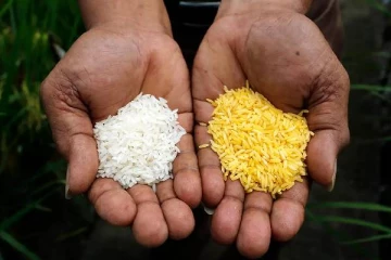 உயிர் காக்கும் Golden Rice சாகுபடிக்கு நீதிமன்றம் தடை: எச்சரிக்கும் விஞ்ஞானிகள்