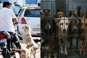 மனிதர்களை கடிக்கும் நாய்களுக்கு ஆயுள் சிறை - இந்திய மாநிலத்தில் வினோத திட்டம்