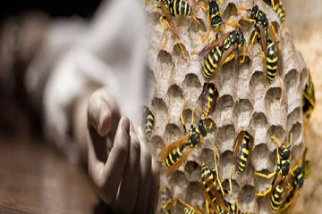 யாழில் குளவிக் கொட்டுக்கு இலக்காகி 3 பிள்ளைகளின் தாய் பலி