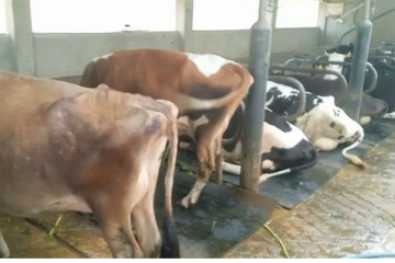 நுவரெலியா மாவட்டத்தில் கால்நடைகளுக்கு தோல் நோய்