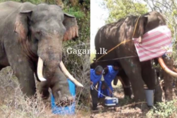 අග්බෝ ඇතා ගැන අලුත්ම තොරතුරක් පශු වෛද්‍යවරුන් කියයි.