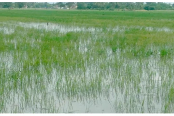 சீரற்ற காலநிலையால் வயல் நிலங்கள் முற்றாக பாதிப்பு