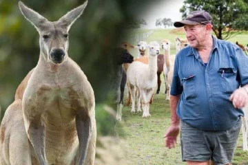 கங்காரு-வை செல்லப்பிராணி வளர்த்த அவுஸ்திரேலியர்: இறுதியில் அவருக்கு நேர்ந்த பரிதாபம்!