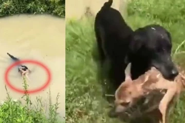 தண்ணீரில் தத்தளித்த மான் குட்டி! நாய் செய்த தரமான சம்பவம்