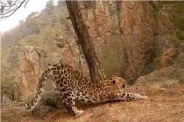 சிறுத்தை சூர்ய நமஸ்காரம் செய்வதை பார்த்ததுண்டா? அரிய காணொளி இதோ