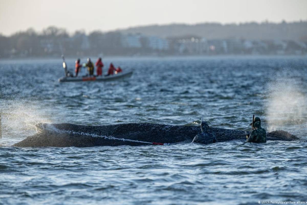 ஜேர்மன் கடற்கரையில் சிக்கியிருந்த திமிங்கலம்: சமீபத்திய தகவல் | Whale Swims To Freedom Stranded On German Beach