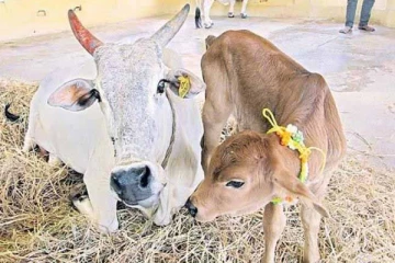 இதுவே முதல்முறை! வாடகைத்தாய் மூலம் கன்று ஈன்ற பசு