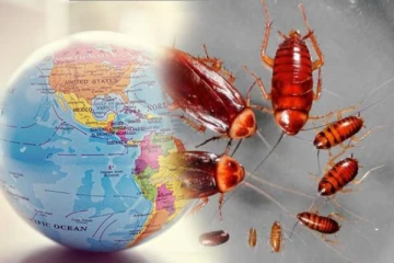 உலகில் கரப்பான் பூச்சிகள் பரவியது எப்படி!வெளியான அதிர்ச்சி தகவல்கள்