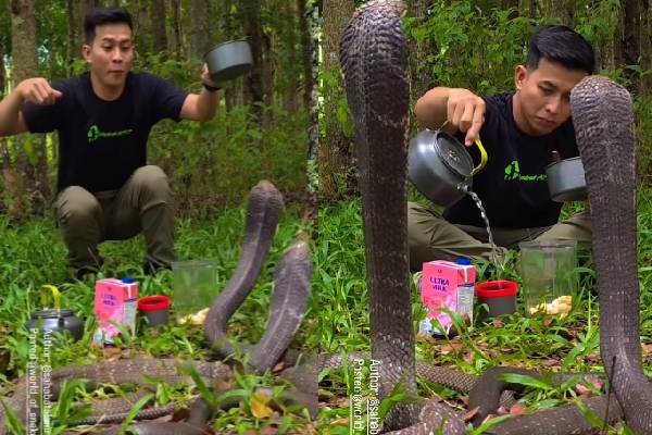 ராட்சத ராஜ நாகங்களுக்கு மத்தியில் நபரொருவர் செய்த வேலை! படுவைரலாகும் காணொளி | Two Big King Cobras Try To Byte A Man Viral Video