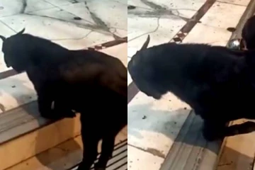 முட்டிபோட்டு பாபாவை வணங்கிய ஆடு.. ட்ரெண்டாகும் வீடியோ..!