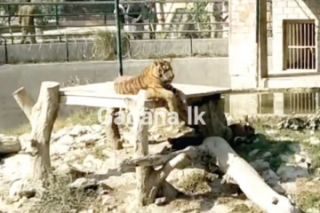 ව්‍යාග්‍ර මුඛයේ තිබූ සපත්තුවෙන් සොයාගත් මළ සිරුර