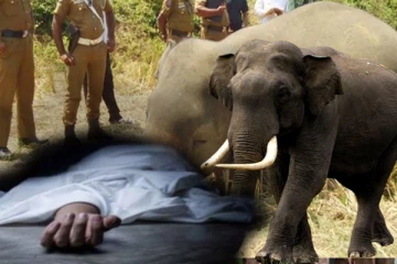 மனிதர்கள் - காட்டு யானைகள் இறப்பு விகிதம் அதிகரிப்பு: வனவிலங்கு திணைக்களம்