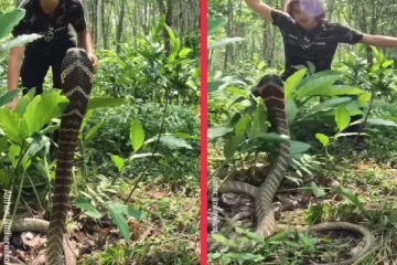 viral video: படமெடுத்து நின்ற ராஜ நாகத்தை அசால்ட்டாக வெறும் கையில் தூக்கிய நபர்! இறுதியில் என்ன நடந்தது?