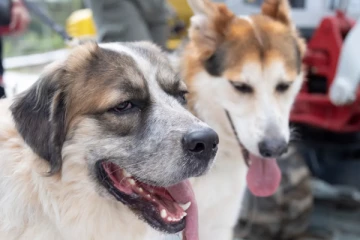 சுவிஸ் மாகாணமொன்றில் 120 நாய்கள் கருணைக் கொலை