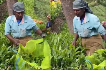 முன்னணி பாடகிகளை ஓவர்டேக் செய்த தேயிலை தோட்ட தொழிலாளி! மெய்மறக்க வைக்கும் பெண்ணின் குரல்