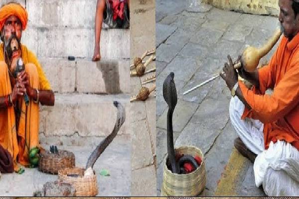 மகுடி இசைக்கு பாம்பு நடனமாடுமா? உண்மை என்ன? | What Does Snake Charming Do To The Snake மகுடி இசைக்கு பாம்பு நடனமாடுமா? உண்மை என்ன? | What Does Snake Charming Do To The Snake