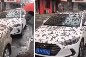 சீனாவில் திடீரென பெய்த புழு மழையால் பரபரப்பு!(Video)