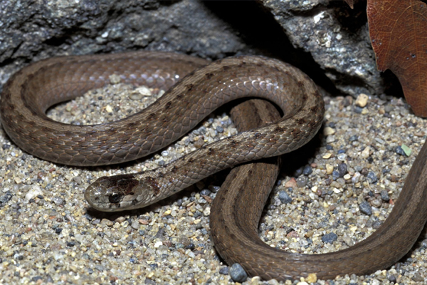 விஷமற்ற பாம்புகள் கடித்தாலும் உயிர் போகுமாம்! ஜாக்கிரதை | What Can Be Done Non Venomous Snake Bite