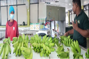 யாழில் கதலி வாழைப்பழங்களை பதப்படுத்தி டுபாய்க்கு ஏற்றுமதி செய்யும் திட்டம் ஆரம்பம்! (Photos)